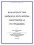 EVALUATION OF TWO INDIGENOUS SOUTH AFRICAN SHEEP BREEDS AS PELT PRUDUCERS