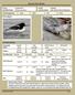 Species Fact Sheets. Order: Anseriformes Family: Anatidae Scientific Name: Mergus squamatus Common Name: Scaly-sided (Chinese) Merganser