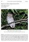 Megascops choliba (Tropical Screech Owl)