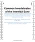 Common Invertebrates of the Inter0dal Zone