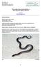 Three snakes from coastal habitats at Pulau Sugi, Riau Islands, Indonesia