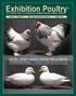 Exhibition Poultry. The #1 Internet Source For Information On Showing & Breeding Exhibition Poultry