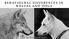 BEHAVIOURAL DIFFERENCES IN WOLVES AND DOGS. Christina Hansen Wheat