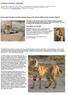 Conservation Genetics and Behavioural Ecology of the African Wildcat in the southern Kalahari