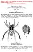 A NEW SALTICID SPIDER FROM VICTORIA By R. A. Dunn