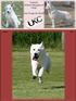 United White Shepherd Club Our Dogs do Stuff