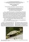 Graptemys versa Stejneger 1925 Texas Map Turtle