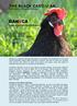 THE BLACK CASTILIAN. The chicken of Cristopher Columbus. By: Jose Luis Yustos, President of Ganeca Friends of the Black Castilian