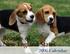 Beagles of New England States 2006 Calendar