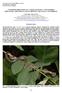 ATTEMPTED PREDATION ON A LARGE GECKO BY A TWIN-BARRED TREE SNAKE, CHRYSOPELEA PELIAS (REPTILIA: SQUAMATA: COLUBRIDAE)