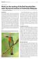 Notes on the nesting of the Red-bearded Beeeater Nyctyornis amictus in Peninsular Malaysia
