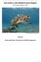 Sea turtles ın the Medıterranean Regıon