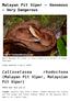 Malayan Pit Viper Venomous Very Dangerous