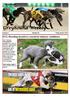 Greyhound Weekly. Victorian. ICG: Breeding incentives crucial for industry confidence