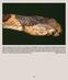 The Chetumal Snake Census: generating biological data from road-killed snakes. Part 2. Dipsas brevifacies, Sibon sanniolus, and Tropidodipsas sartorii
