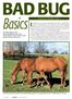 BAD BUG. It seems that every year, major equine publications take on a virtually impossible