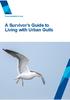 From mountain to sea. A Survivor s Guide to Living with Urban Gulls