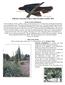 Fullerton Arboretum Nature Guide Newsletter October 2014