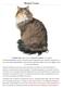 Maine Coon American Longhair