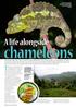 chameleons A life alongside There is so much to be excited about