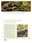 Lemmings, voles and shrews of the Kola peninsula