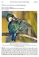 Chloroceryle americana (Green Kingfisher)