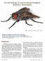Introduction. On the biology of Loewia foeda (Meigen) (Diptera: Tachinidae) by Håkon Haraldseide 1 and Hans-Peter Tschorsnig 2 1