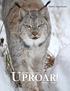 Shalico, Canada Lynx UPROAR! The Wildcat Sanctuary. April 2018 Issue 16