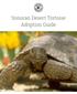 Sonoran Desert Tortoise Adoption Guide