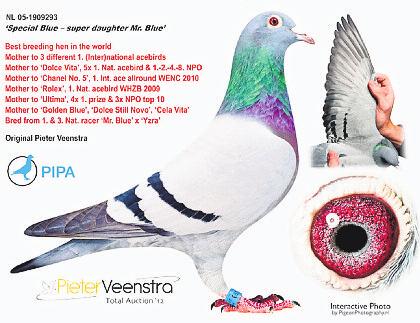 Dolce Vita won 1st International Ace Bird Long Distance WENC Dortmund, 1st National Ace Pigeon of All Holland in the hardest competition to win the WHZB, 1st National Ace Pigeon Long Distance 2010