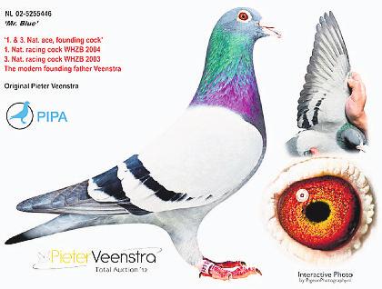 Mr Blue won 1st and 3rd National Ace Pigeon of Holland in the WHZB competition and was bred from Mr Surhuizum x The Super Breeder from van der Veen.