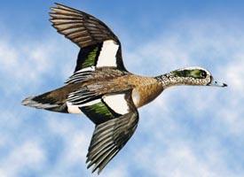 They launch themselves directly upward when taking off. Diving ducks inhabit large deep lakes and rivers, coastal bays, and inlets.