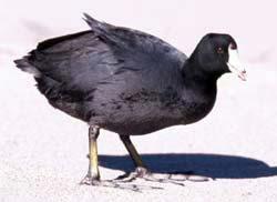 Coot Credit: Pennsylvania Game Commission Duck-like waterbird with a slate-colored body and black head and neck.