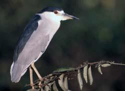 " Nests often high up in trees and shrubs; 1-6 pale bluish-green eggs.