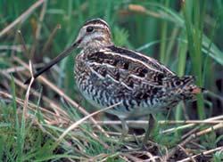 Nests in depressions near water; 1-3 white eggs. Snipe, Wilson's (Common) Credit: Tom J.