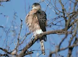 Credit: Pennsylvania Game Commission Small, "crow-sized" hawk with short, rounded wings and long, narrow