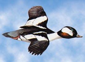 on marshes and coastal areas. Male peeps; female quacks.
