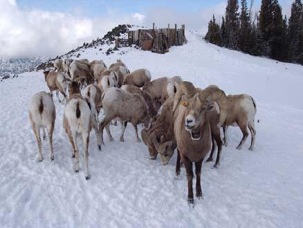 103 Table 2. Winter selenium levels (ppm wet weight) in whole blood of 214 bighorn sheep from 6 herds in the Oregon, Washington, and Idaho portions of Hells Canyon, 1997 to 2005.