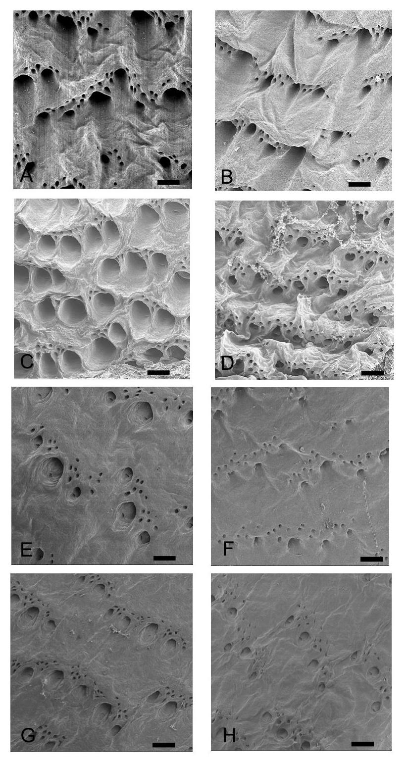 Fig. 1 SEM views of yeso sika deer skin and vegetable tanned leather grain Raw skin (A-D), vegetable tanned