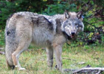 STATE OF CALIFORNIA NATURAL RESOURCES AGENCY DEPARTMENT OF FISH AND WILDLIFE REPORT TO THE FISH AND GAME COMMISSION A STATUS REVIEW OF THE GRAY WOLF