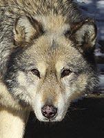 I came to Wild Spirit when I was about 5 weeks old in 2010 with my mom, Gypsy, and my brothers.