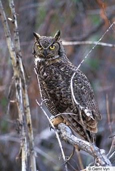 Great Horned Owl Birds of North America Online MVK, speaking of GHO's sense of smell - they are one of a very few predators who will actually eat skunks!