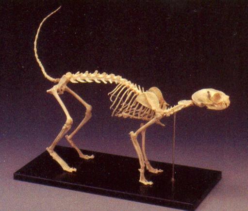 Model Size: 16 x 9 LFA #2017 Large Feline Skeleton- Complete Model Size: 27 x 12 All models feature a removable tail and skull with jaw on spring. Mounted on sturdy base.