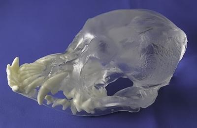 TRANSPARENT DENTAL SKULL MODELS Clear durable urethane allows transparent 3-dimensional views of roots and teeth.