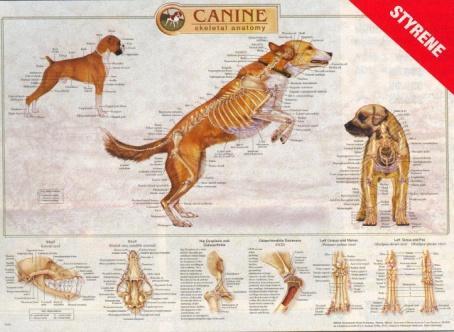 Veterinary Charts We are pleased to offer a broad line of professional