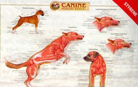 Canine Skeletal Anatomy Canine Musculature Anatomy Canine Internal Anatomy