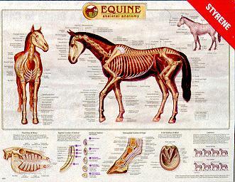 #2542 Equine Hindlimb Regional Joint Anatomy LFA #2543 Equine Foaling LFA