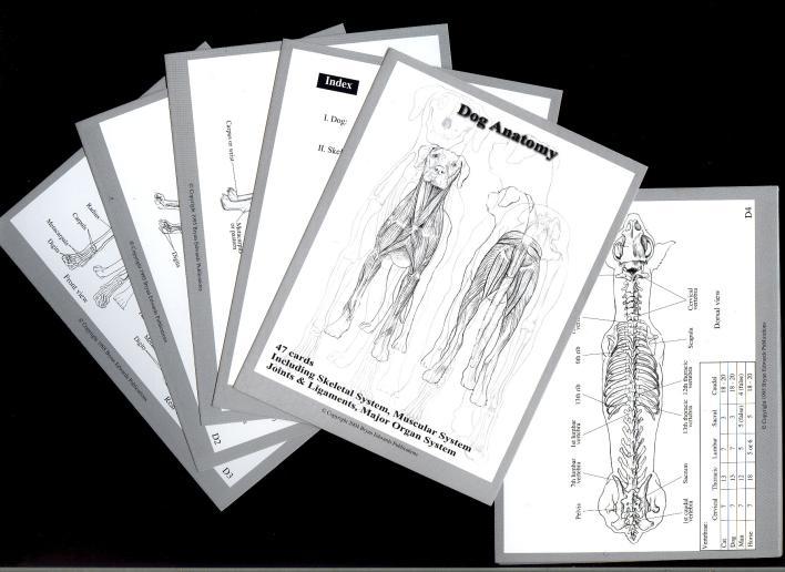 VETERINARY ANATOMICAL FLASHCARDS Ideal for the student, veterinary technician or assistant.