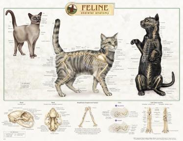 Our Veterinary Wall Charts include Canine, Feline, and Bovine skeletal, muscular and