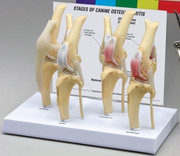 LFA #9051 Canine Knee, Set of 4 Set of four (4) life-size models illustrate degenerative joint disease (Osteoarthritis) in the canine knee.